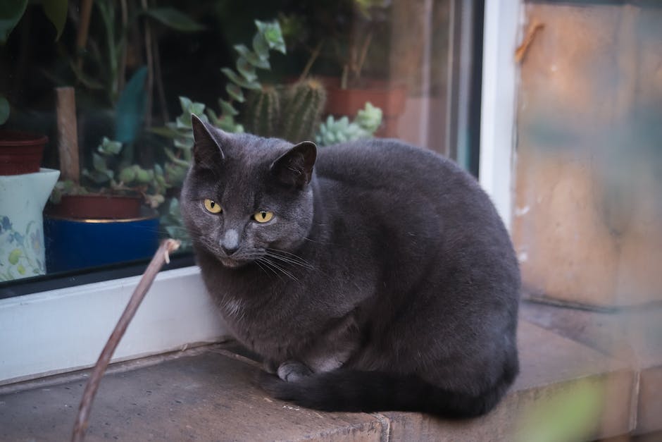  Katzen nicht gerne am Bauch gestreichelt werden