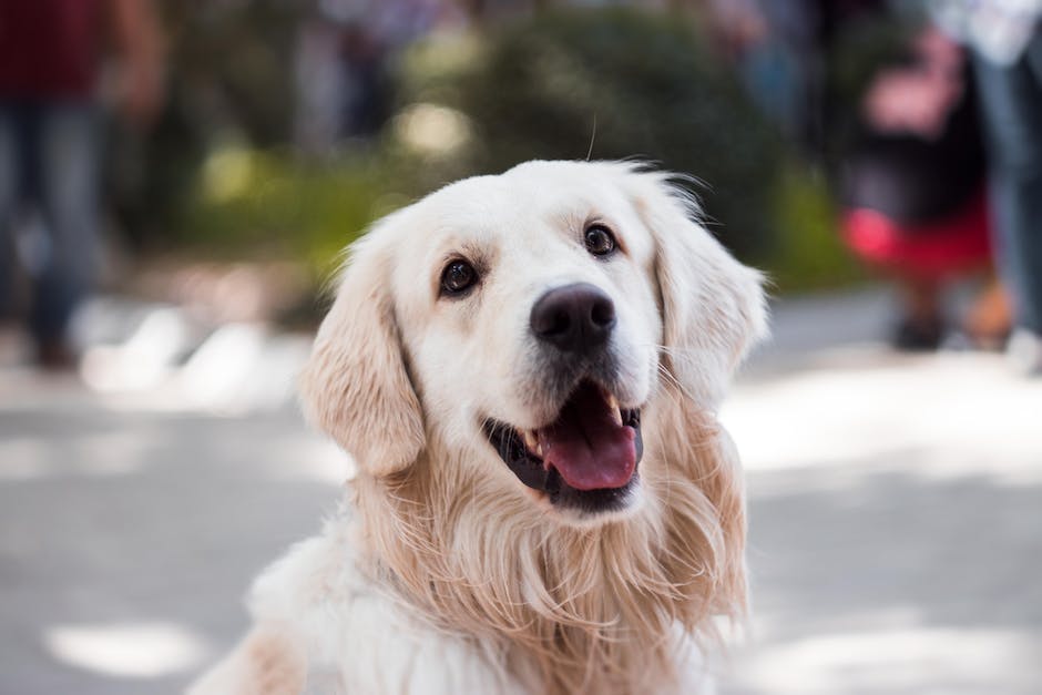 Länge der Tragzeit von Hundebabys im Mutterleib